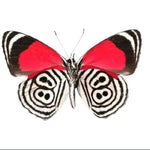 Load image into Gallery viewer, Hoops Illustration Medium Butterfly Bird Wings XL with pin