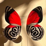 Load image into Gallery viewer, Hoops Illustration Medium Butterfly Bird Wings XL with pin