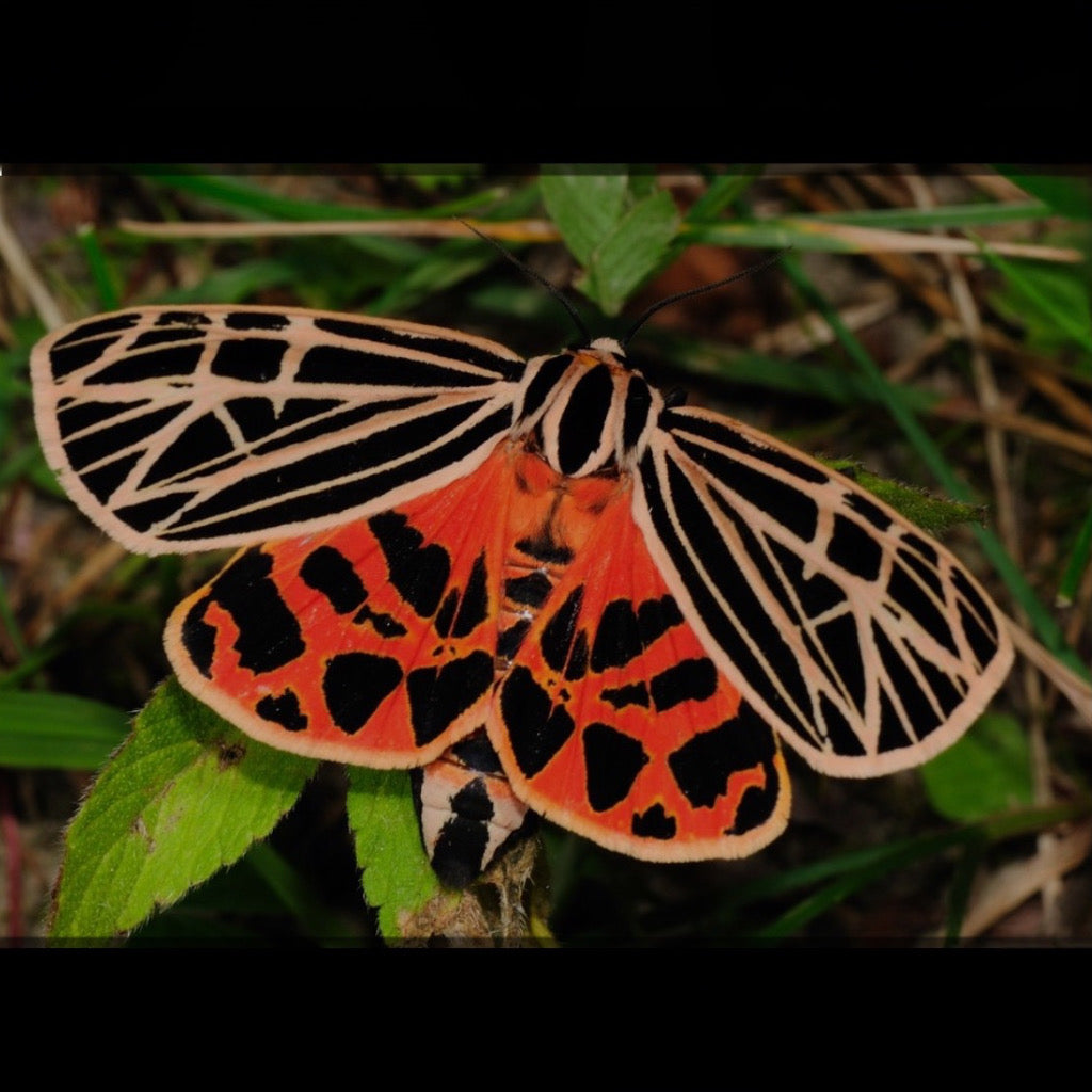 Aros Ilustración Mariposa Virgen Tigre M