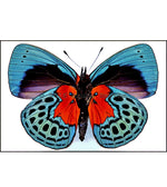 Load image into Gallery viewer, Aros Ilustración Mariposa Callithea M