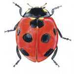 Load image into Gallery viewer, Medium Chinita Illustration Hoops with pin