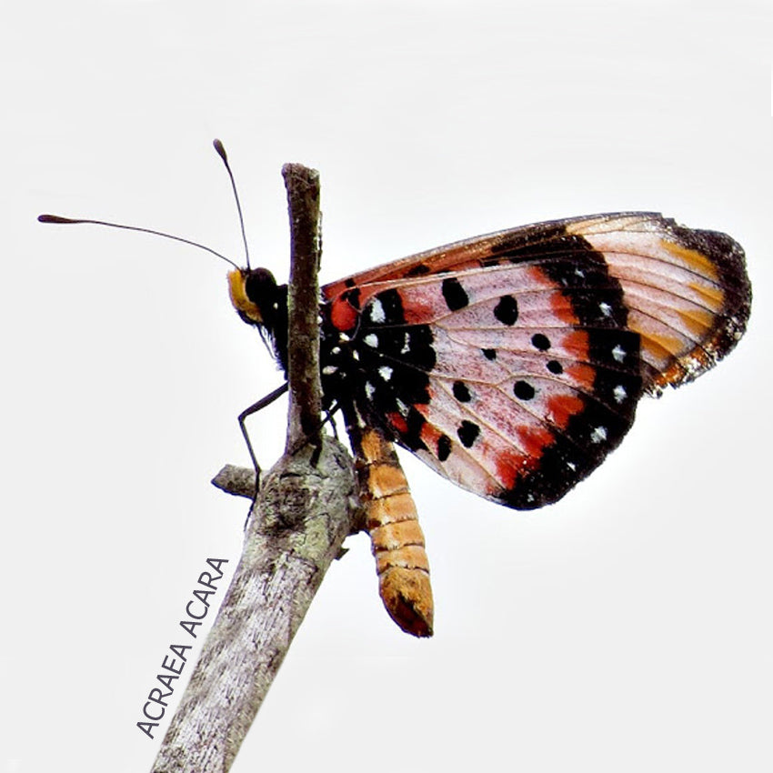 Aros Ilustración Alita Mariposa Acraea con palito plata