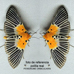 Load image into Gallery viewer, Peridrome Moth Illustration Hoops