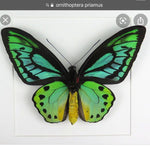 Load image into Gallery viewer, Hoops Illustration Butterfly Bird Wing with pin