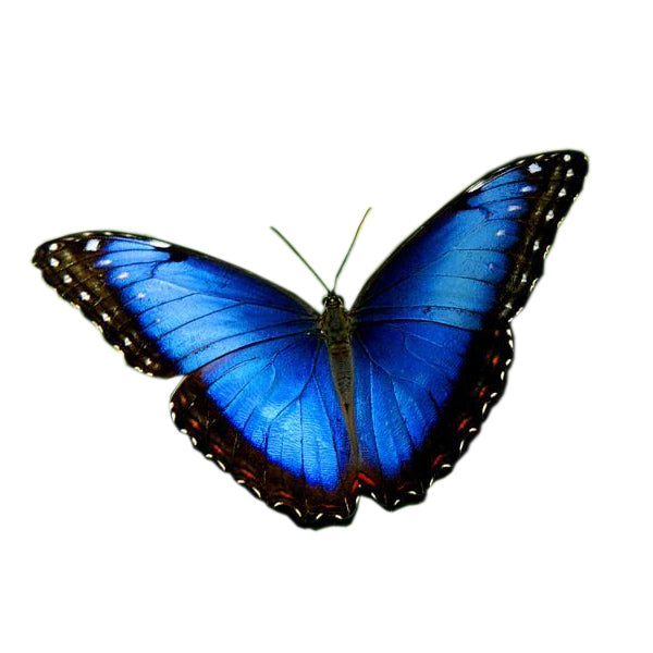 Aros Ilustración Ala Grande Mariposa Morpho con palito plata