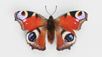 Load image into Gallery viewer, Hoops Illustration Peacock Butterfly Wings with Finger