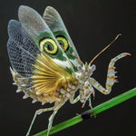 Load image into Gallery viewer, Aros Ilustración Gran Mantis Flor 9cm