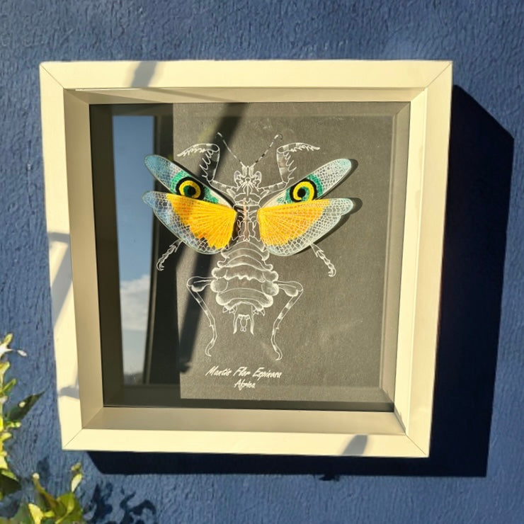 Solo a pedido. Cuadro Aros Mantis. 2 de 5, firmado.