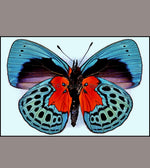 Load image into Gallery viewer, Aros Ilustración Mariposa Callithea XL
