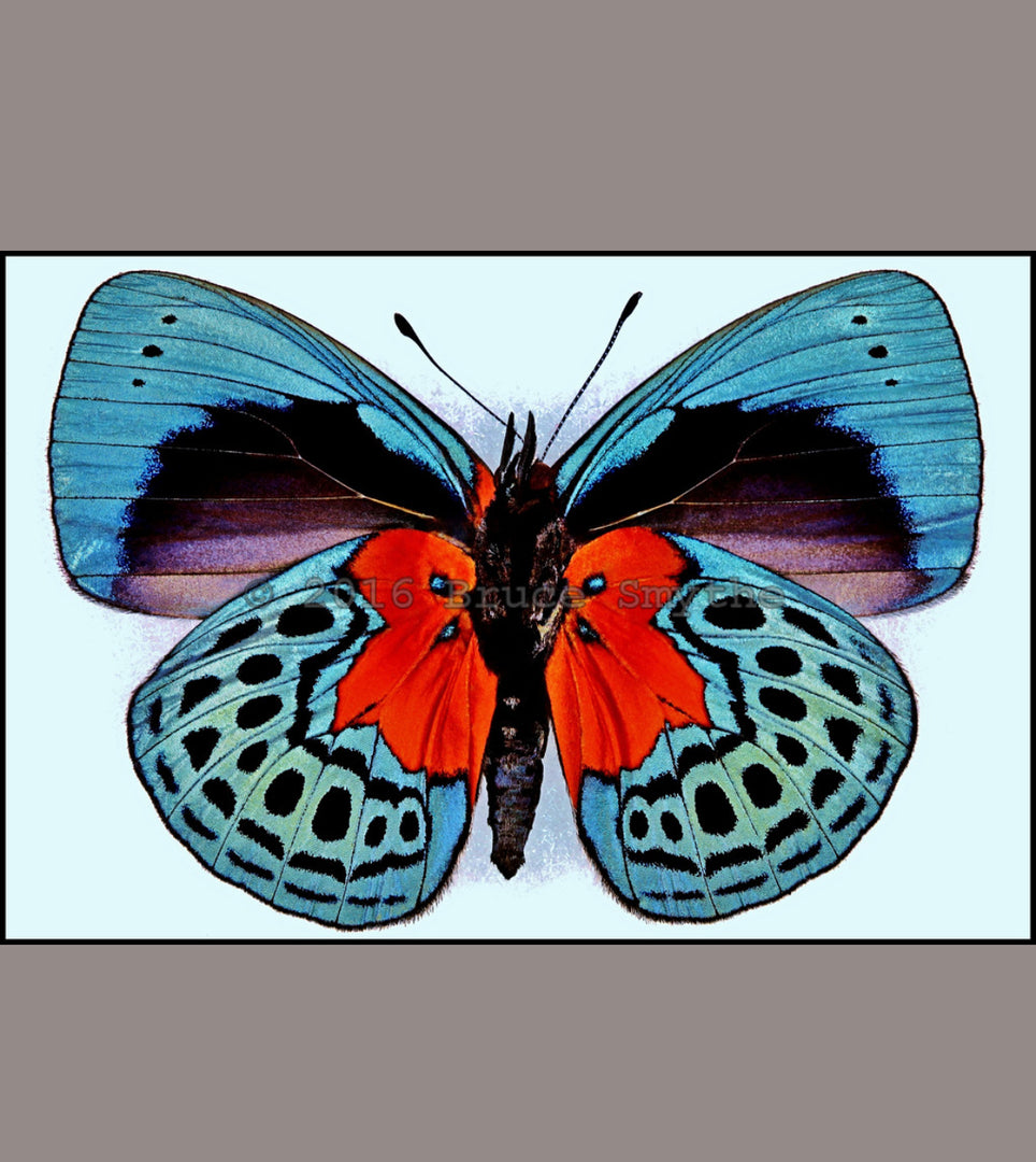 Aros Ilustración Mariposa Callithea XL