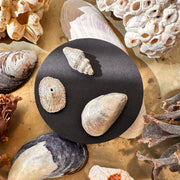 Set 3 Prendedores Conchitas de Plata