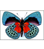 Load image into Gallery viewer, Aros Ilustración Mariposa Callithea M
