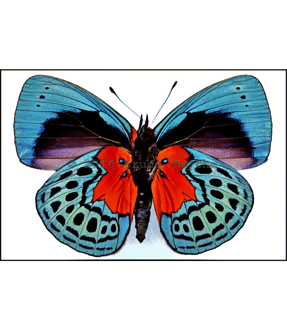 Aros Ilustración Mariposa Callithea M