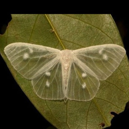 Aros Ilustración Mariposa Nocturna Translúcida XL con pin