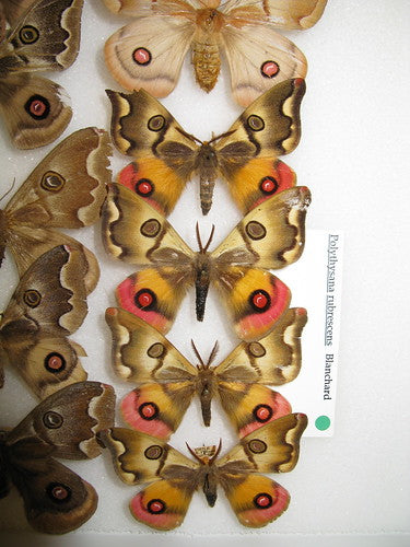 Aros Ilustración Mariposa Ala Polilla Búho con Uñeta de Plata