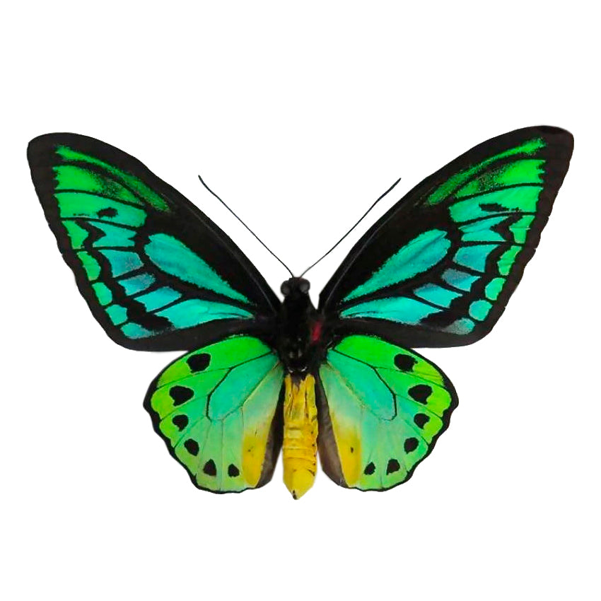Aros Ilustración Alita Mariposa Ala de Pájaro con pin