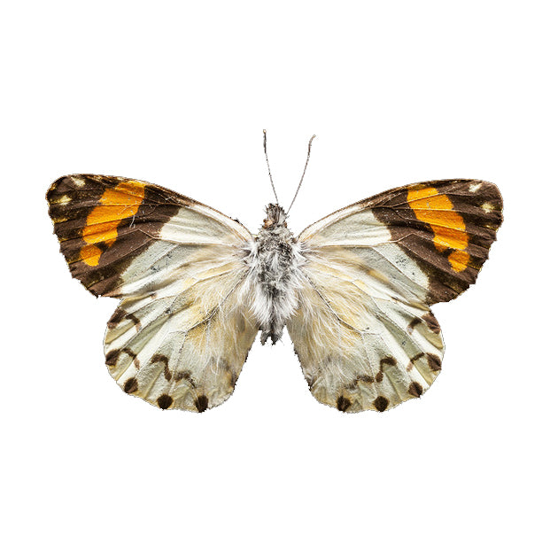 Aros Ilustración Media Mariposa Eroessa M con pin