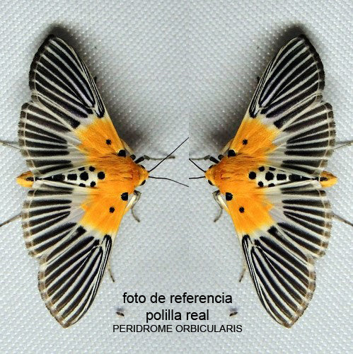 Aros Ilustración Mariposa Peridrome