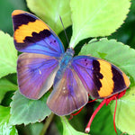 Load image into Gallery viewer, Aros Euphaedra Neophron Wing Butterfly Illustration