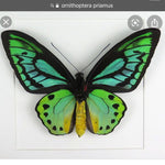 Load image into Gallery viewer, Hoops Illustration Butterfly Bird Wing with pin