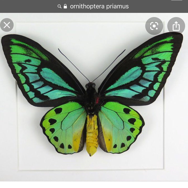 Hoops Illustration Butterfly Bird Wing with pin