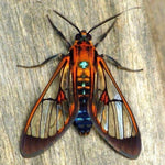 Load image into Gallery viewer, Cosmosome Moth Illustration Pin
