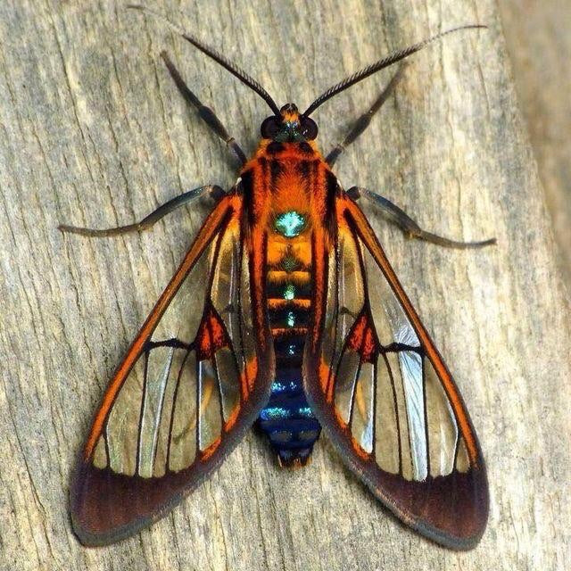Cosmosome Moth Illustration Pin