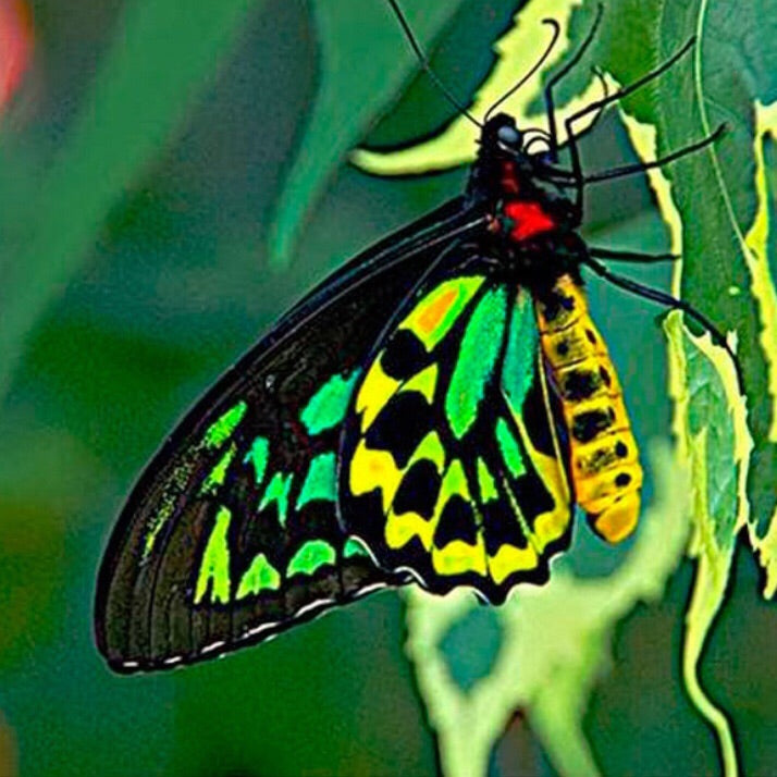 Aros Ilustración Mariposa Ala de Pájaro con pin