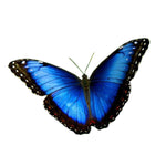 Load image into Gallery viewer, Illustration Earrings Morpho Butterfly Wings with Silver Finger