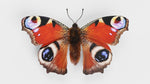 Load image into Gallery viewer, Hoops Illustration Peacock Butterfly Wings with Finger